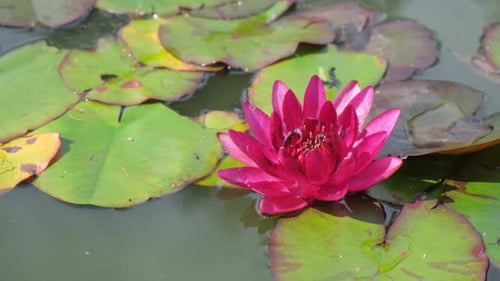 Pink Water Lily at UT Botanical Gardens Pink Tent Lily Fresh Pink Water Lily Floating in Pond