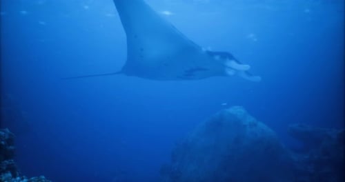 Majestic Manta Ray Gliding Gracefully in Deep Blue Ocean Waters