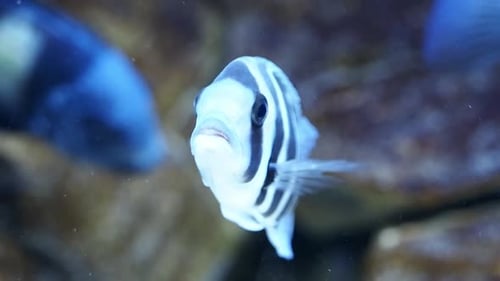 Wunderschöner Fisch Cyphotilapia frontosa. Tropischer Fisch.