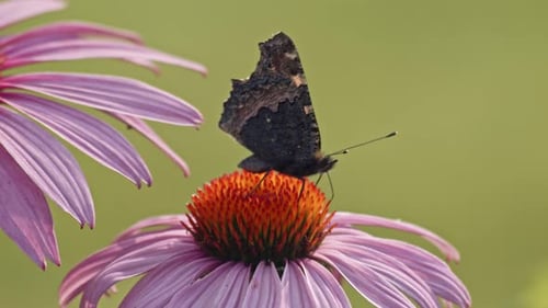 Small Tortoiseshell Butterfly Sipping Nectar From Purple Coneflower - macro, side view.