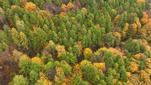 Golden yellow tree foliage, vibrant colourful forest canopy in autumn aerial overhead