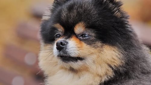 Gros plan d'un mignon chien de Poméranie à l'expression curieuse - Couleurs chaudes de l'automne