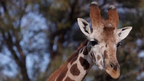 giraffe extreme closeup tracking face against trees slomo on the move