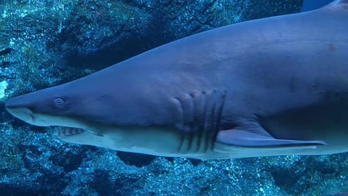 Closeup of Great White Shark Swimming Underwater Carcharodon Carcharias