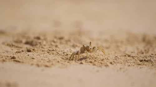 Close-up Of Small Crab Feeding On A Beach