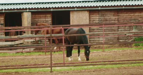 Horses Grazing in Pen at Stables