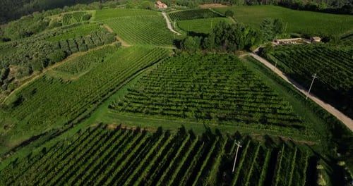 Rows Of Grapevines In The Vineyard In Chianti, Tuscany, Italy. - aerial shot