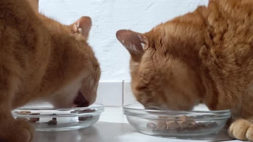 Close up of two orange red sibling cats eating dried animal foot out of glass plates