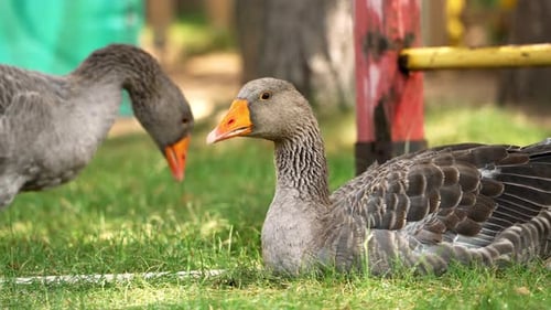 Portrait of a domestic goose lying on the grass.
