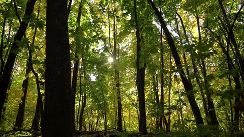 Sonnenschein durch herbstliche Ahornblätter und Äste im Wald