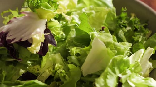 Footage of Mix of Different Fresh Green Salad Leaves on Plate Closeup