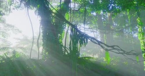 La lumière du soleil filtre à travers le feuillage dense de la jungle, créant une atmosphère mystique