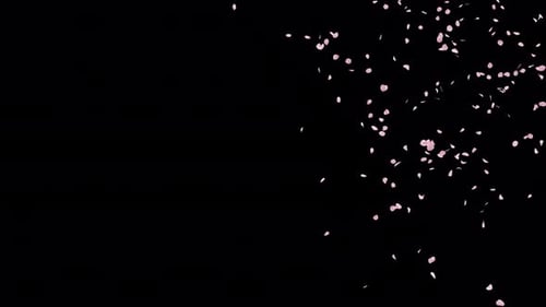 Falling Pink Petals Overlay Animation Loop
