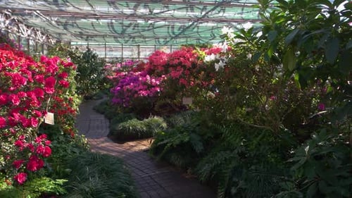 Many Blooming Plants in Greenhouse Close Up