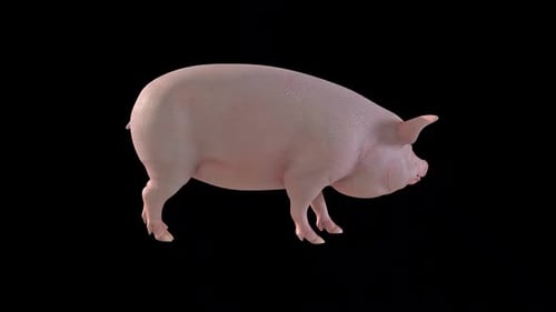 Realistic Animated 3D Pig Sniffing Ground and Looking Up