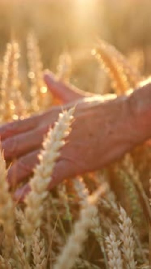 Hand of an old male touching ripe ears of corn in the field.