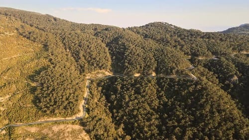 Pine tree forest on slope mountain and country road in sunset soft light