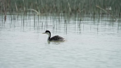 Grebe rising up and shaking while swimming in Utah Lake