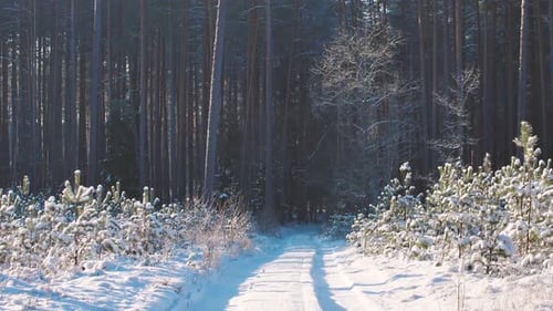 Snowy roads in the forest