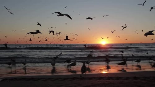 Möwenschwarm fliegt am Strand bei spätem Sonnenuntergang