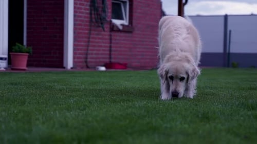 Dog Sniffing the Ground in Backyard