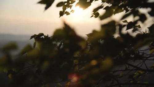 Branches with leaves flying in wind in sunrise light close up