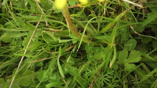 Gemeine Löwenzahnblume