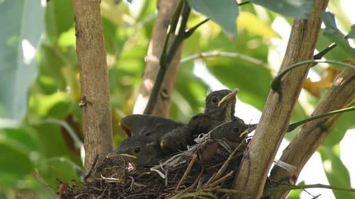 Nest of baby birds resting in a tree