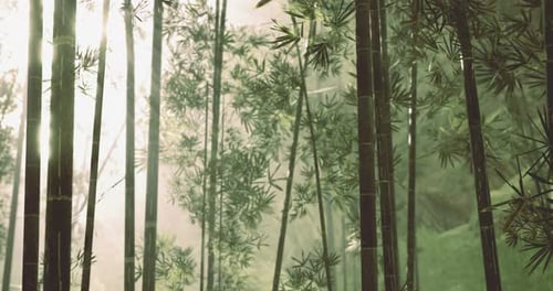 Sunlight Filtering Through Dense Bamboo Forest Creates Tranquil Atmosphere