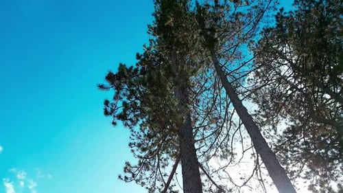 Looking Up at Tall Evergreen Trees, Blue Sky