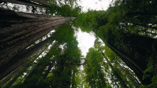 Old Growth Giant Coastal Redwood Trees Tower High Above The Forest