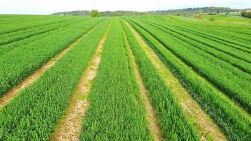 Landwirtschaftliches Feld mit unreifen Pflanzen, die in Reihen und Wegen auf dem Land wachsen
