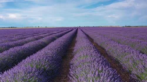 Blühende Lavendelfelder mit blauen Lavendelblüten im Sommer.