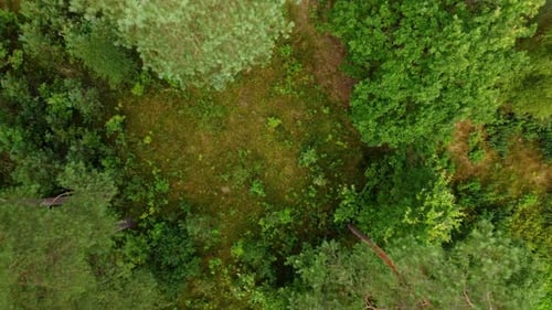Vibrant green forest floor and foliage, top down ascend view