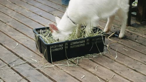 Close up shot of small white goat eating grass from a basket in Miyagi prefecture in Japan