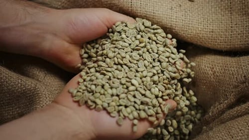 Male Hands Picking Fresh Raw Coffee Beans From a Bag at Coffee Production Concept for Making Hot