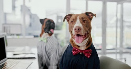 Dogs, office and business costume with funny suit and coworking with job and tie at desk