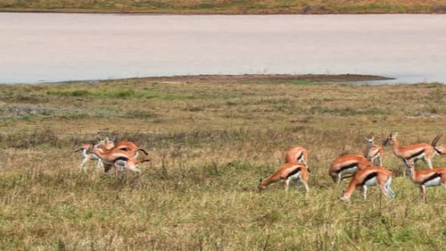 A large herd of African gazelles roams and grazes freely across the vast savannah plains of