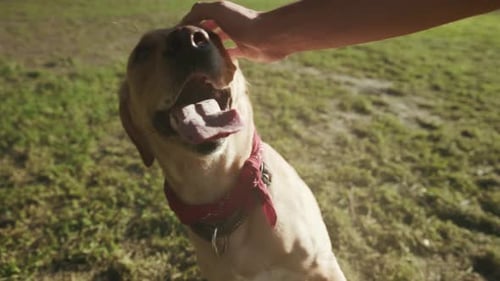 Happy Dog Receiving Affectionate Petting Dog Displays Happiness While Being Gently Petted in