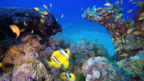 Blue Sea Water Clownfish