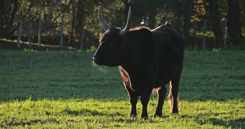 Majestic Bull Standing in Golden Morning Light