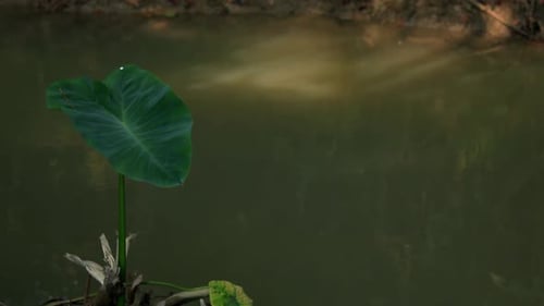 the beauty of the river in nature