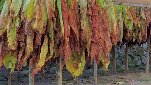 Close-up view of tobacco leaves drying under the sun, hung in traditional racks for curing.