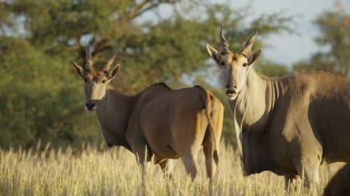 Pair of Eland Antelopes Grazing and Observing in Sunny African Grassland Playful Expression and