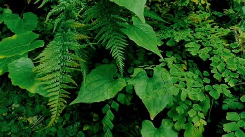 Fern plant, tropical foliage swaying in the wind