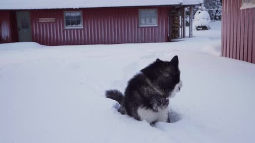 Playful Alaskan Malamute On A Deep Snow-Covered Ground. Close up