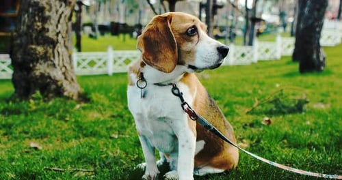 Portrait of a Beagle Dog Chilling in the Park Adult Beagle Walk in Spring Nature