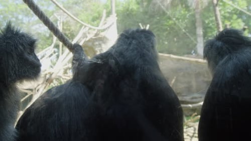A family of Javan langurs sitting in their enclosure at the Bali zoo.