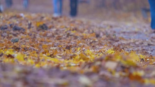 Fallen Leaves in Autumn with People Walking