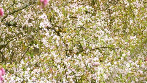 Bird Hopping On Small Branches Of Blossoming Apple Tree In Springtime. Static Shot